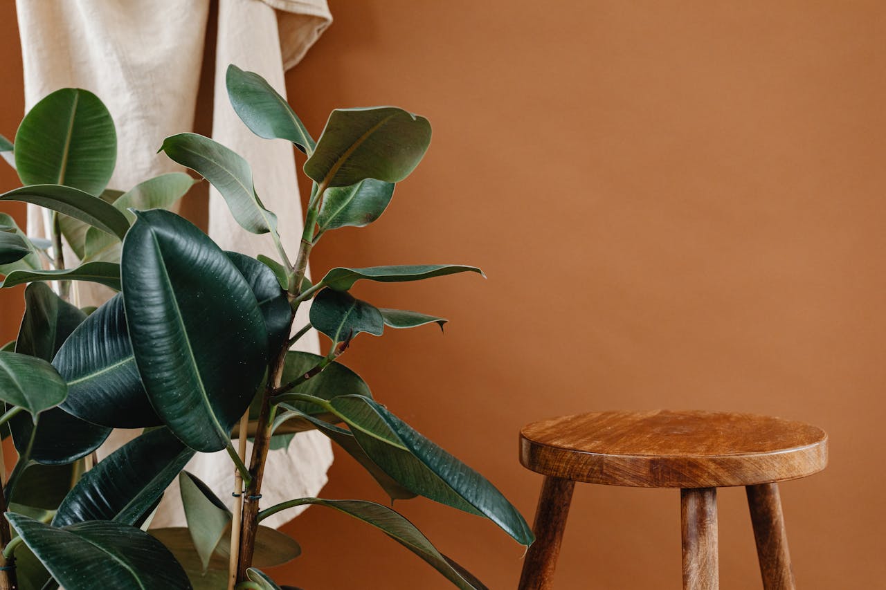 A rubber plant next to a wooden stool against a warm orange backdrop.
